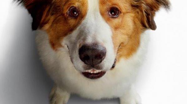 cainele adevaratul meu prieten 2