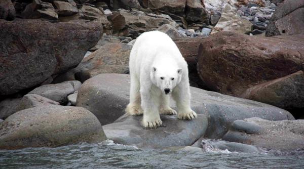 un urs polar infometat aflat la sute de kilometri distanta de habitatul sau a fost capturat