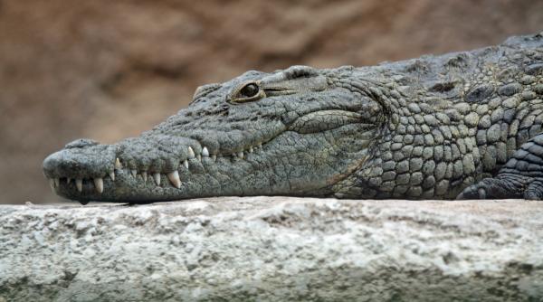 incalzirea globala ar putea duce la o inmultire a atacurilor crocodililor