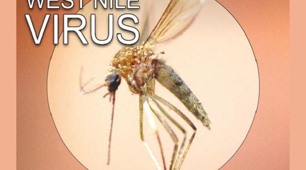 infectia cu virusul west nile preventie simptome tratament