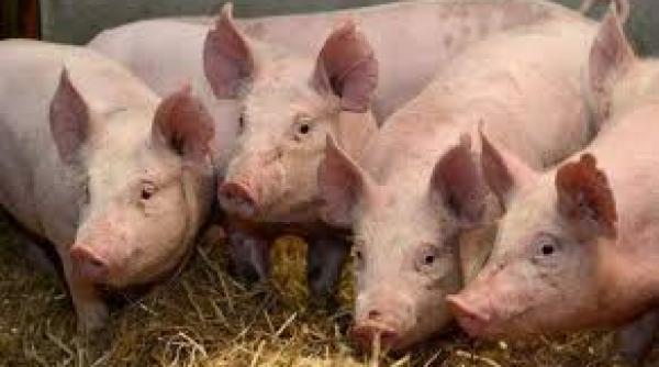 teleorman in jur de 600 de porci din comuna pietrosani vor fi sacrificati din cauza pestei porcine