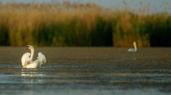 ziua dunarii sarbatorita prin curatenie