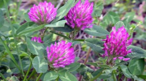 tratamente naturiste planta din ograda care aduce noroc si te mentine sanatos afla ce boli vindeca trifoiul si retetele de leac 1
