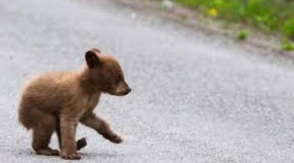un pui de urs a fost salvat dintr un canal colector din brasov