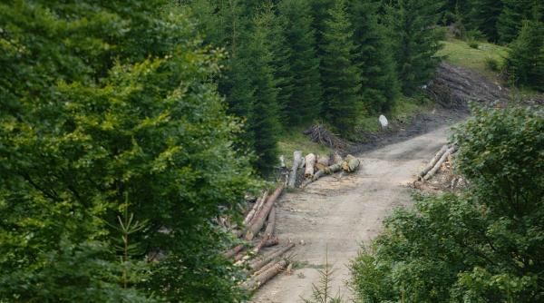 cumparaturi ca n codru o regie isi ia masini de 10 000 000 euro