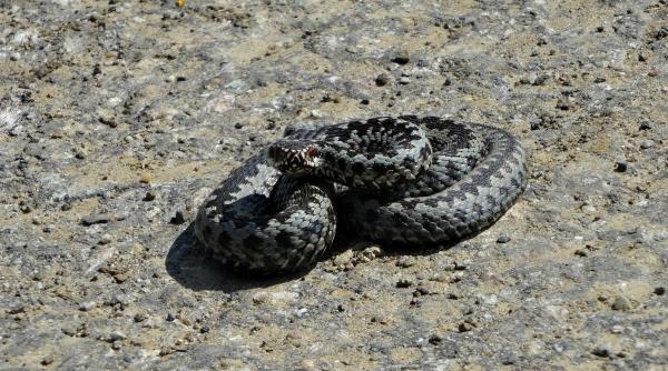 ce faci cand te musca un sarpe