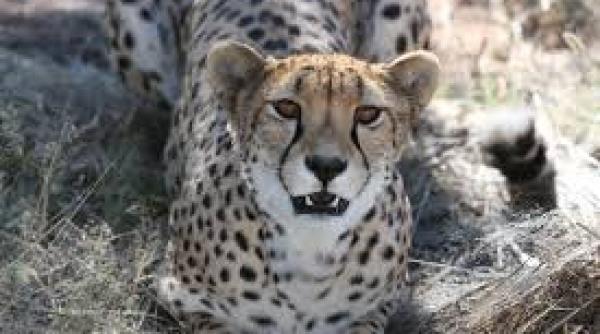 mii de animale salbatice confiscate de la o retea internationala de traficanti