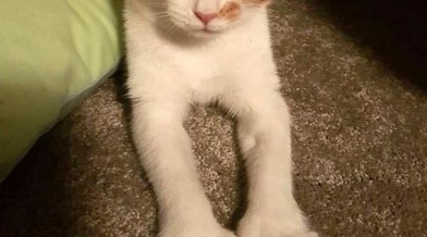 pisica premierului noii zeelande ucisa de un vecin din greseala