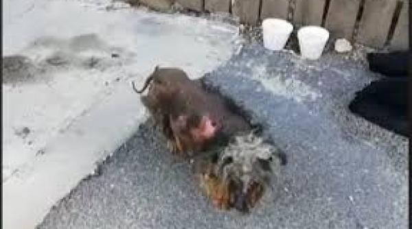 bucurestean amendat dupa ce si a abandonat cainele bolnav pe strada