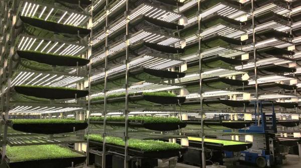 economia fara angajati si fara pamant ce va face romania