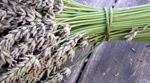 remedii pentru intepaturile de tantari