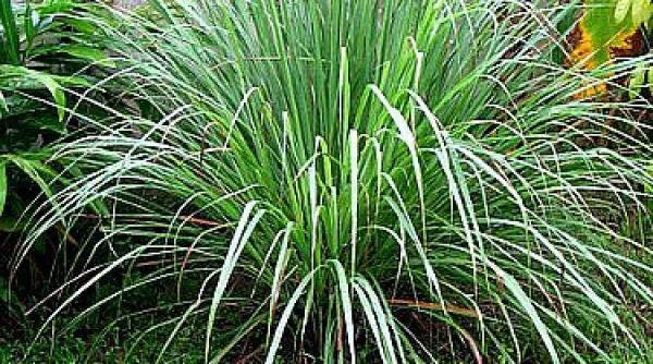 care sunt plantele care alunga tantarii