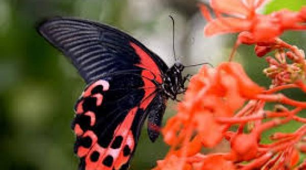 milioane de fluturi asteptati sa ajunga vara aceasta in marea britanie