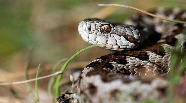 un copil de 13 ani a fost muscat de o vipera in hunedoara