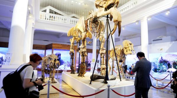 premiera la antipa sistem antiseismic japonez