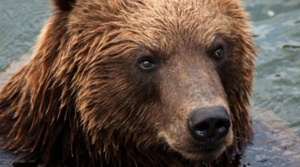 alerta in harghita o ursoaica si puiul sau vazuti aproape de statiunea baile tusnad