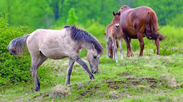 caii dacilor umbla liberi la anina