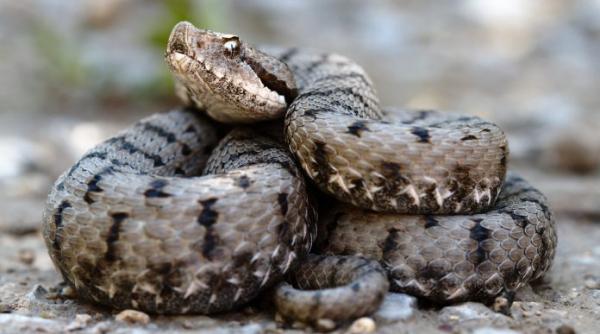 muscatura de vipera cum o recunoastem simptome primul ajutor 1
