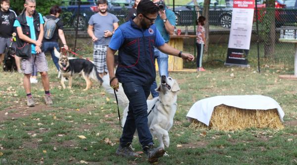 patrupedele care te salveaza la cutremur