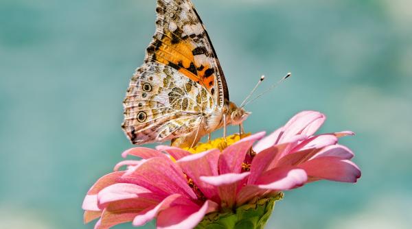 horoscop 14 august 2019 reusita de acum te motiveaza sa mergi si mai departe