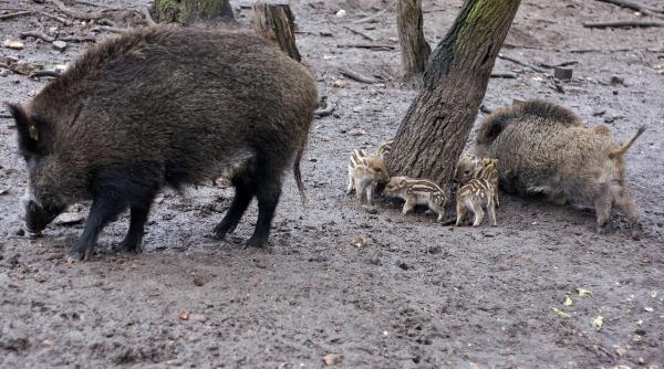 alerta la galati focar de pesta porcina africana la gradina zoologica