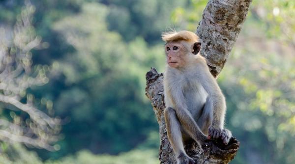 o maimuta se plimba libera pe strazile din bucuresti