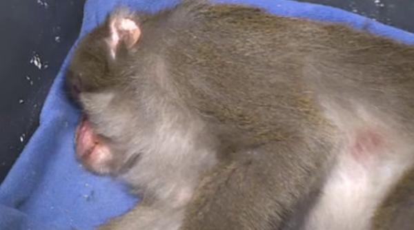 perchezitii la casa lui nutu camataru