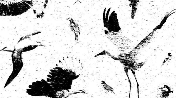 extinction room hopeless la explore festival la bucuresti