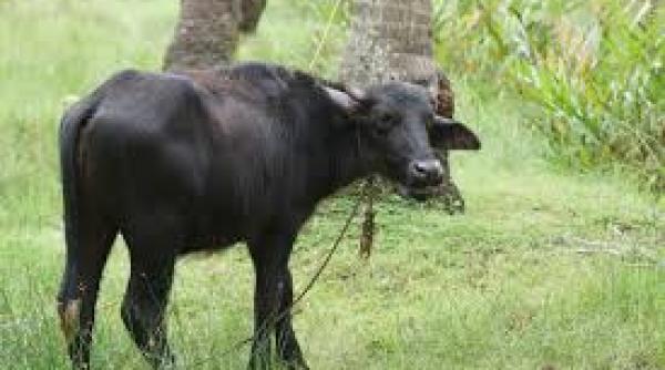 india un barbat a fost linsat dupa ce s a descoperit ca vindea carne de vita