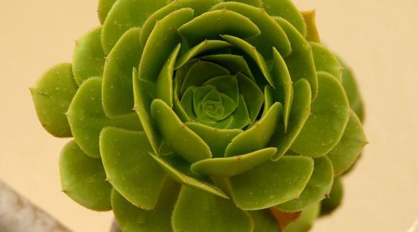 cum ingrijesti plantele suculente