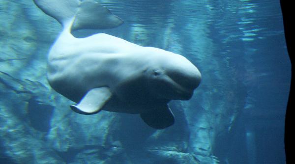 mai multe companii din rusia amendate pentru capturarea si tinerea in captivitate a mai multor exemplare de orca si beluga