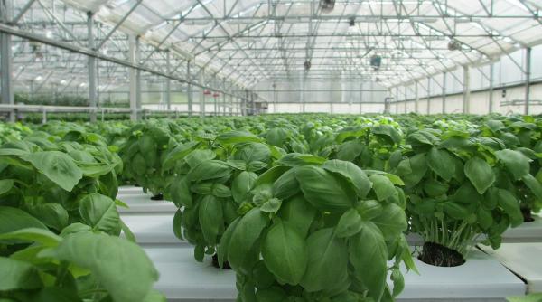 sprijin de 30 mil euro pentru legumicultori