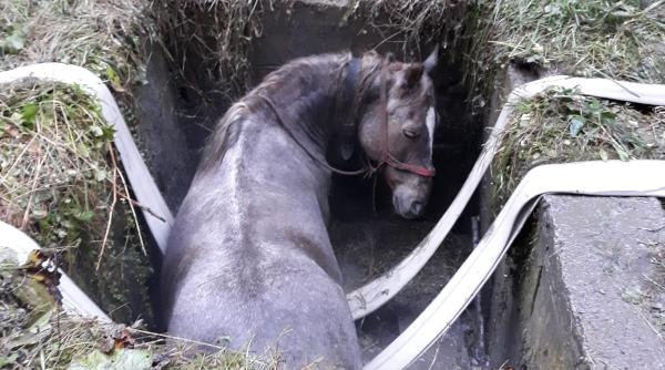 un cal a fost salvat de pompierii militari si angajatii unei microhidrocentrale din muntii gutai