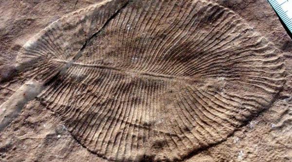 fosile rare din perioada cambriana au fost descoperite in estul chinei