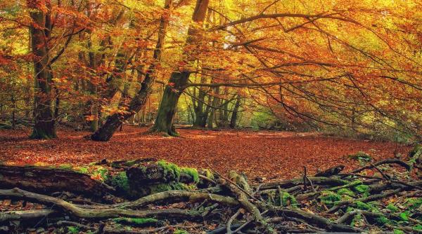 horoscop 11 octombrie 2019 capricornii asteapta semne clare de iubire de la cel drag