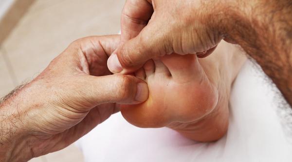 talpa este o harta a organismului in care sunt reprezentate organele