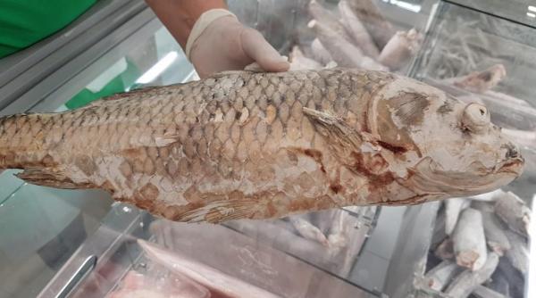 echipamentele de congelare a pestelui de la selgros sunt neconforme unele raioane ar putea fi inchise