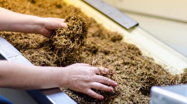 o femeie si fiul ei cercetati pentru ca au cultivat si au comercializat tutun