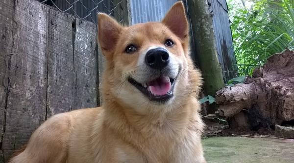 proiectul privind recensamantul animalelor adoptat de cgmb