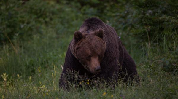 frumusetea salbatica a romaniei la festivalul culturii si calatoriilor din polonia
