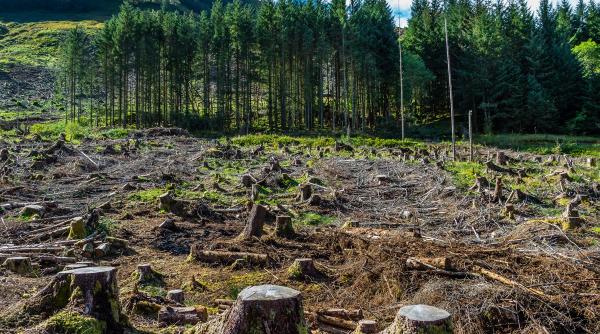 greenpeace se taie ilegal masiv se depisteaza prea putin