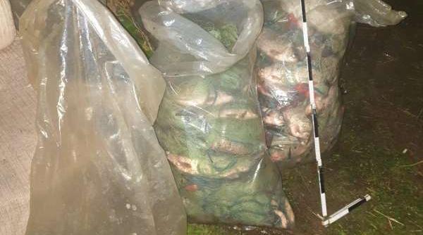 braconier depistat cu 300 de kilograme de peste prins din raul olt