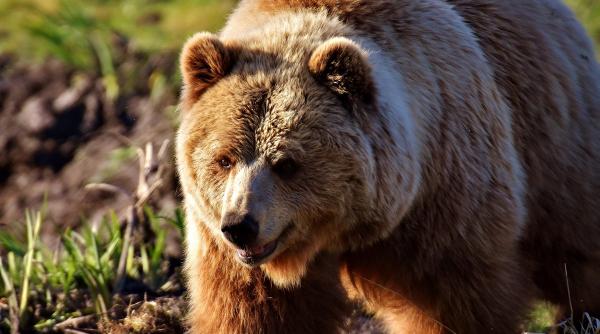 un barbat din bistrita nasaud a fost atacat de urs victima se afla la o partida de vanatoare