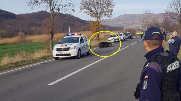 un urs a fost lovit de o masina la iesirea din praid