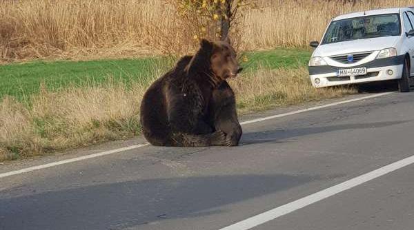 sedinta la ministerul muncii in cazul ursului lasat sa zaca pe marginea strazii in harghita