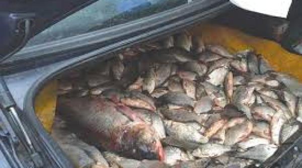 transport clandestin de peste interceptat de politistii de frontiera din zona ostrov