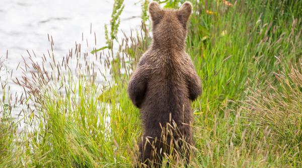 doi pui de urs loviti mortal de un tren in zona podului de pe valea garbea