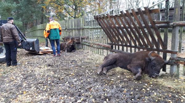 zimbrii se intorc in muntii fagaras