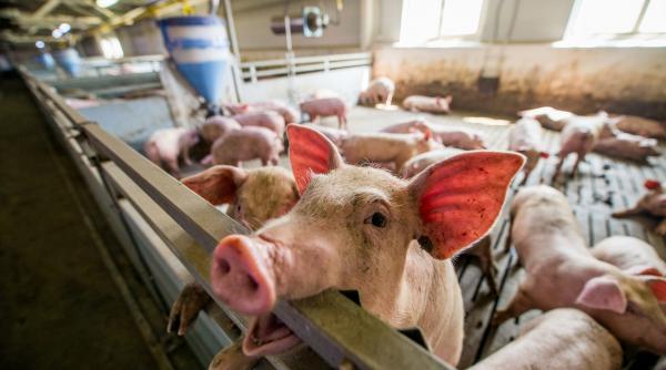 data pana la care pot fi depuse cererile pentru ajutorul de stat de catre crescatorii de animale