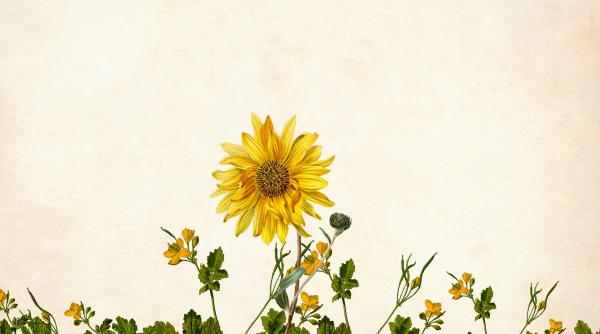 horoscop 2020 balanta anul 2020 va fi caracterizat de creativitate